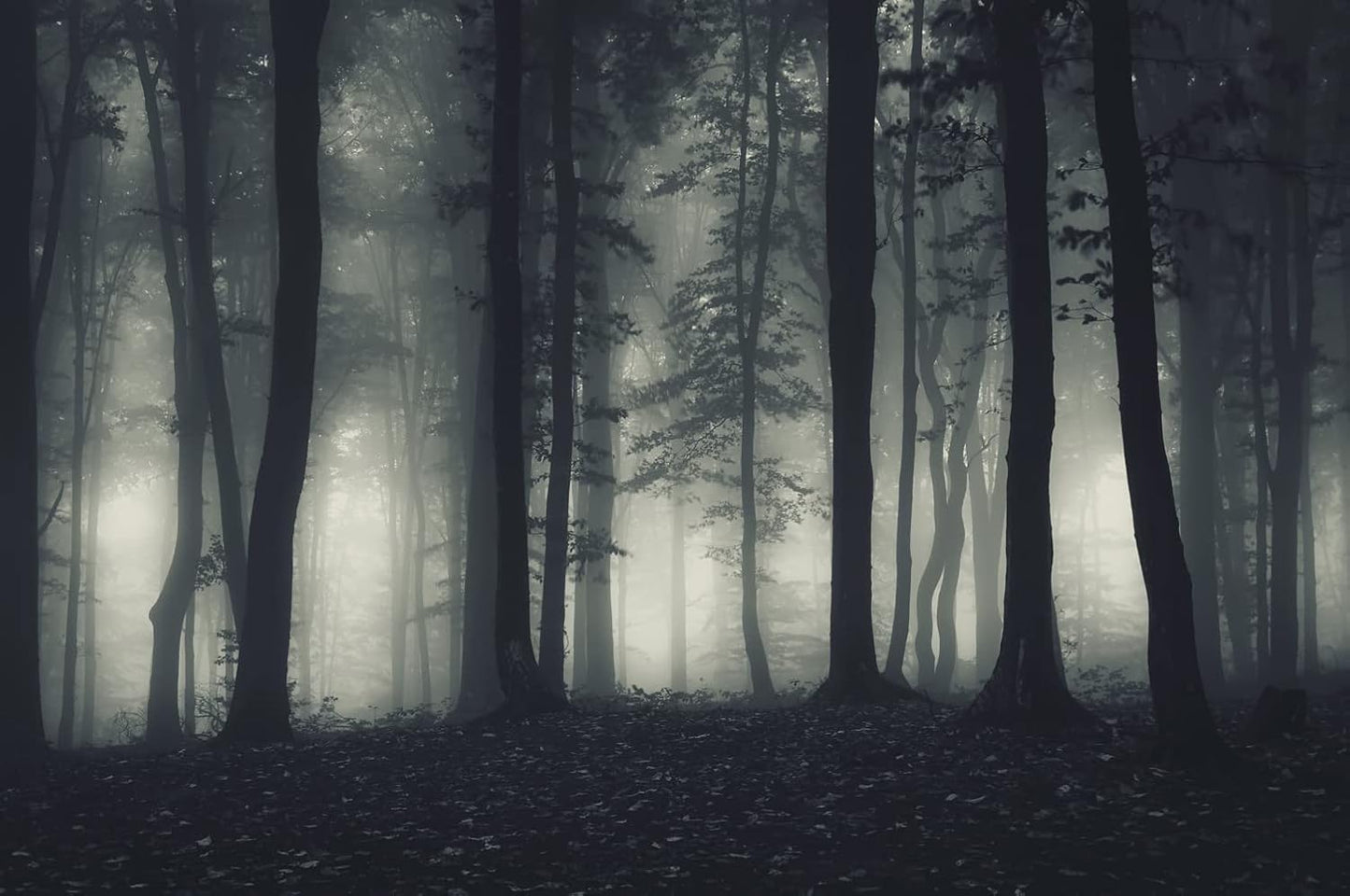 Foggy Forest Wallpaper Misty Jungle Rainforest Trees Nature Landscape Wall Mural(Not Peel n' Stick)