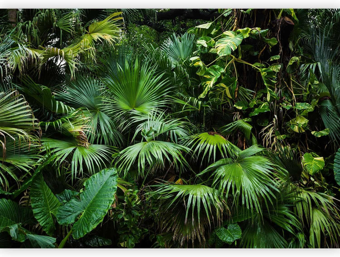 artgeist Wall Mural Tropical 118x83 in - XXL Non-Woven Wallpaper Fleece Wall Decor Photo Print Picture Image Design Home b-B-0312-a-a